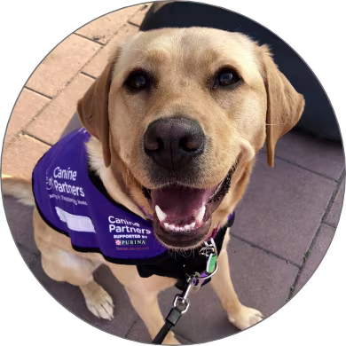 Circular profile photo of a 'Canine Partner' assistance dog, wearing a standard 'canine partner' purple jacket, collar & leash, happily staring at the camera with it mouth open.