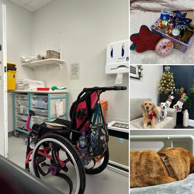 Hello everyone! 👋🏻🐾

Most of you have probably guessed by our social media silence that our Christmas break didn’t quite go to plan. It resulted in numerous vet visits, hospital trips, and very little sleep!

But we are finally starting to feel human again, and a much-appreciated care basket is helping us work through a backlog of emails before we dive into the exciting content we have planned.

In the meantime, we’d love to hear how you are all doing during this very cold January! 💙